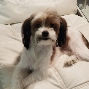 Meet your Posher, Navz